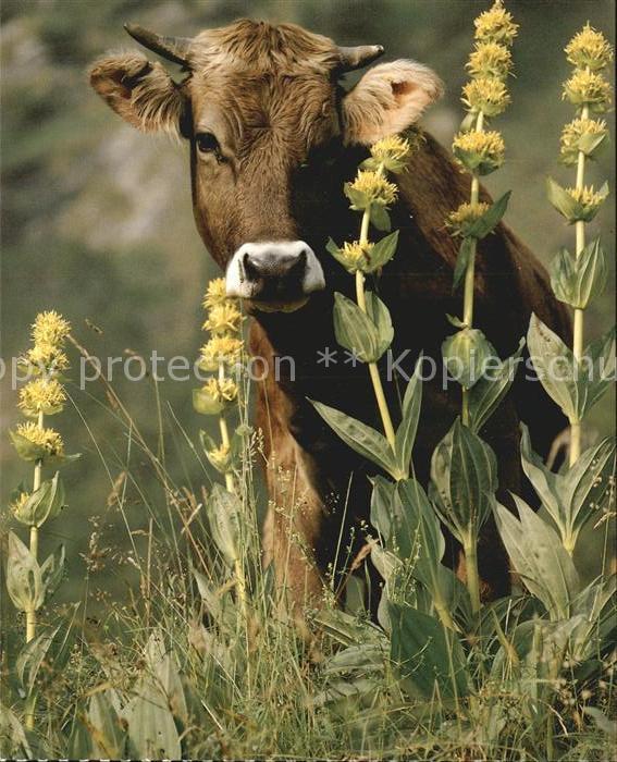 Kuehe Hausrind Boeuf Cattle