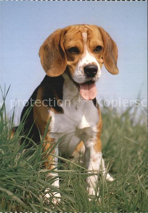 Hunde Beagle