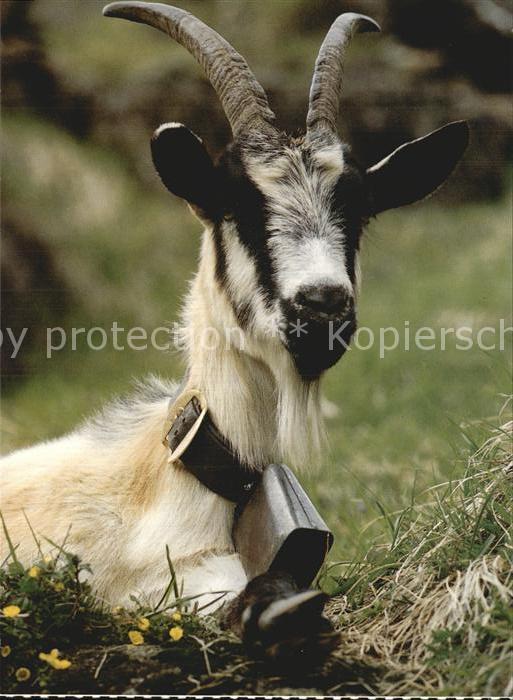 Ziege Chevre Goat
