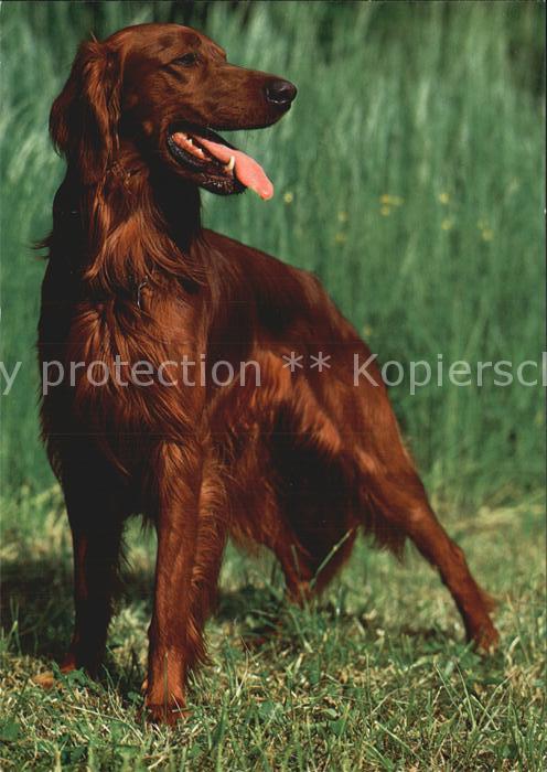 Hunde Irischer Setter
