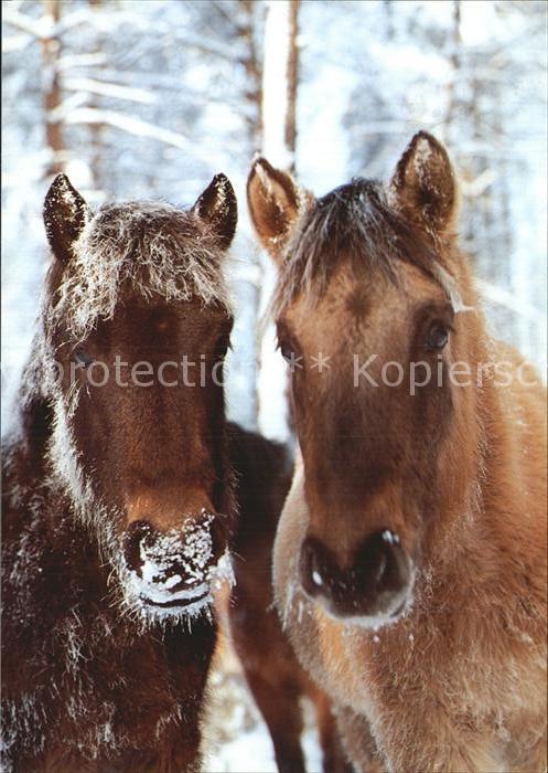Pferde Dülmener Wildpferde