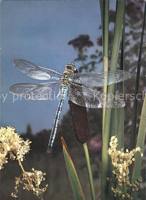 Insekten Libelle Libellule Pro Infirmis
