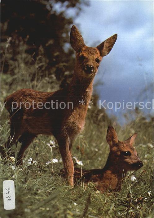 Reh Rehkitze Faon Fawn