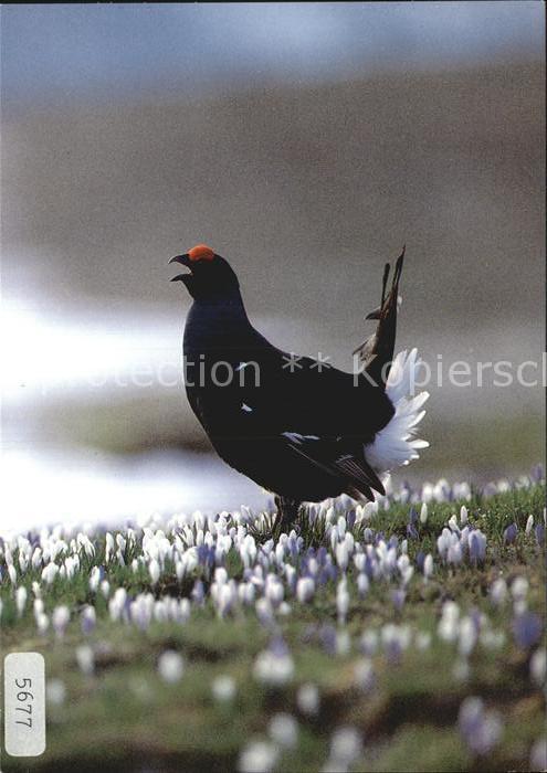 Gefluegel Birkhahn Black Grouse Lyrurus tetrix
