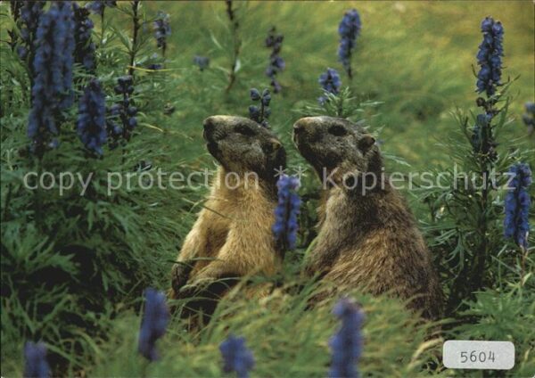 Murmeltier Marmottes Marmots