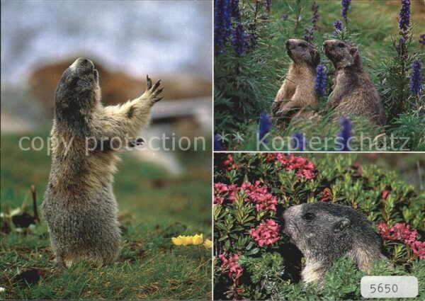 Murmeltier Marmottes Marmots