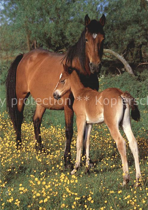 Pferde Welsh Newforest Pony