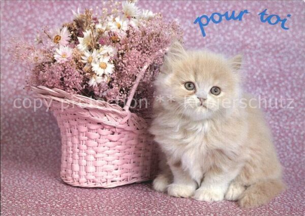 Katzen Blumen