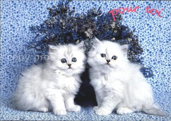 Katzen