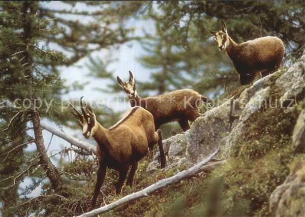 Gemse Chamois Rupicapra