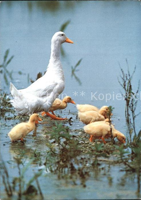 Enten Hausenten Canard Ducks