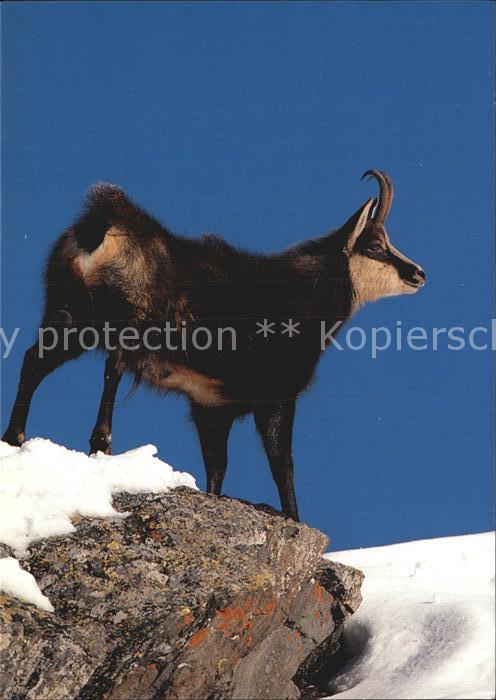 Gemse Rupicapra Chamois