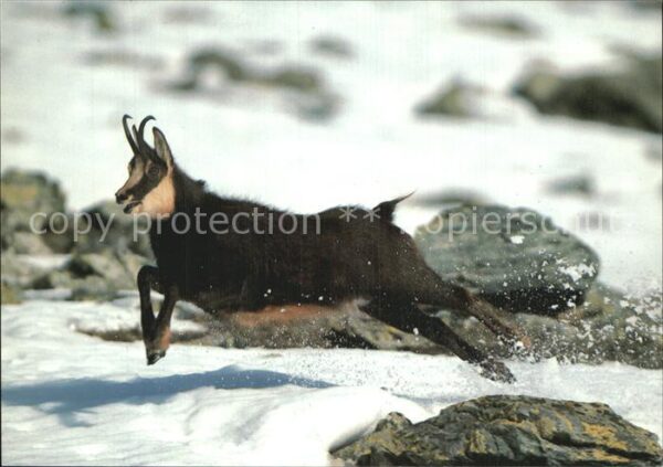 Gemse Rupicapra Chamois
