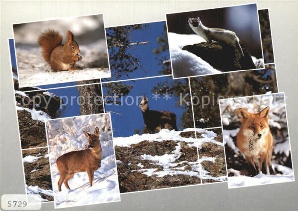 Tiere Alpentiere Eichhörnchen Fuchs Gemse Reh