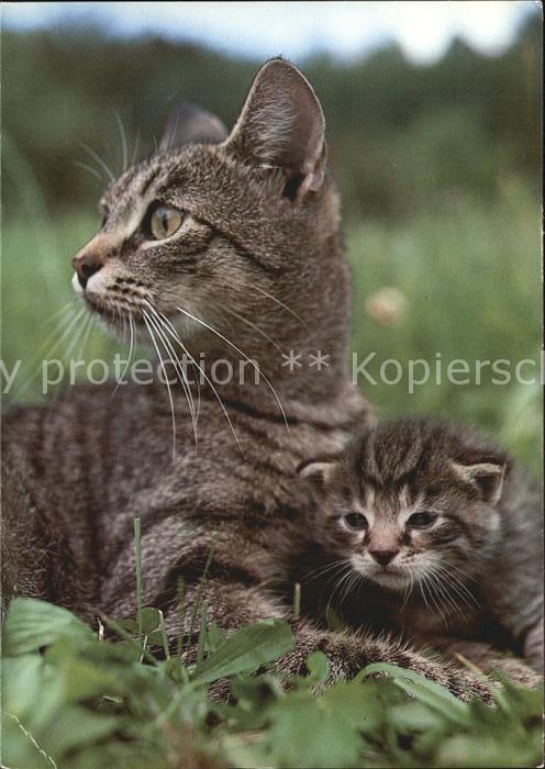 Katzen Chats Cats