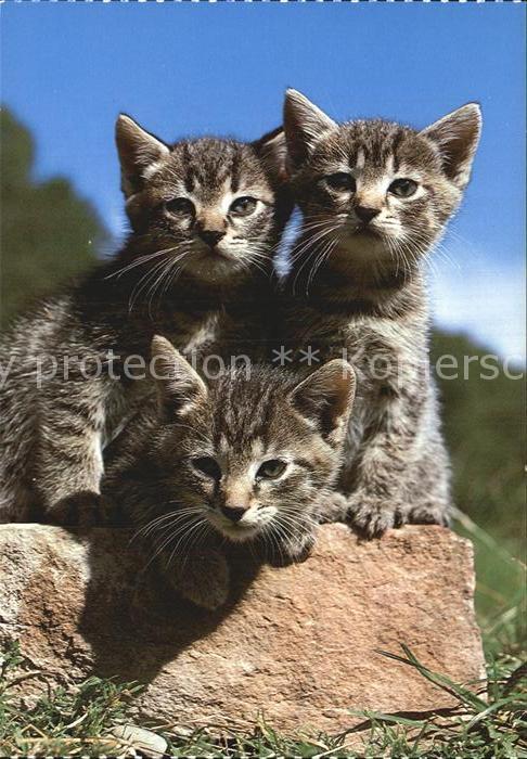 Katzen Chats Cats