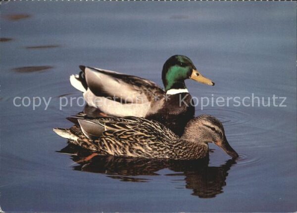 Enten Stockenten Canards colverts