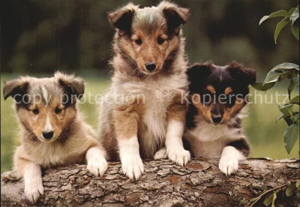 Hunde Collies Welpen