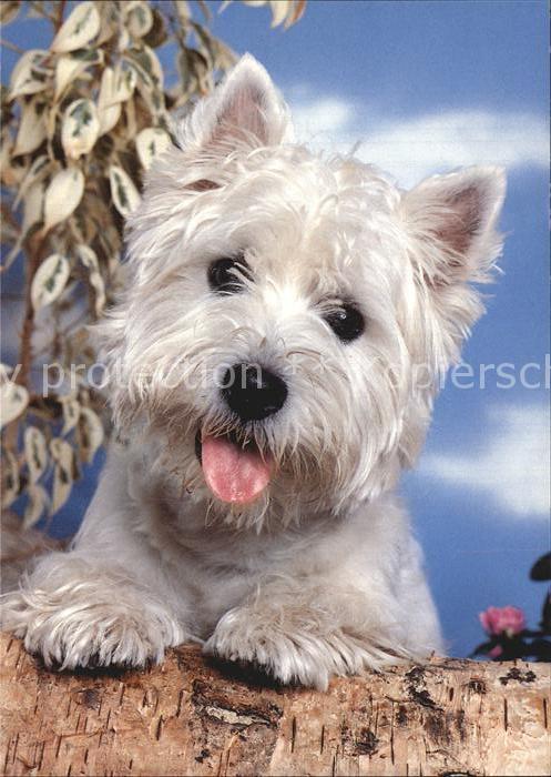 Hunde