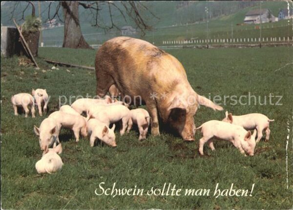 Schweine
