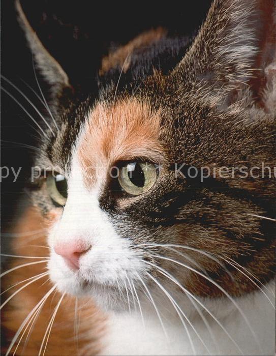 Katzen Hauskatze