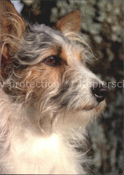Hunde Tierschutzbund Dübendorf