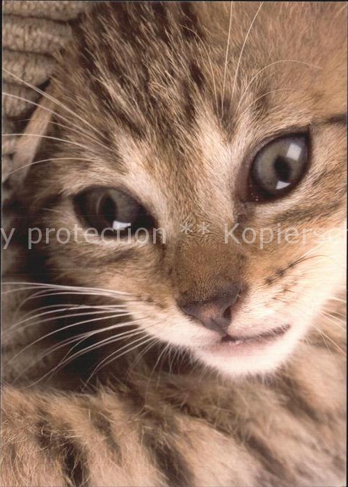 Katzen Tierschutzbund Dübendorf