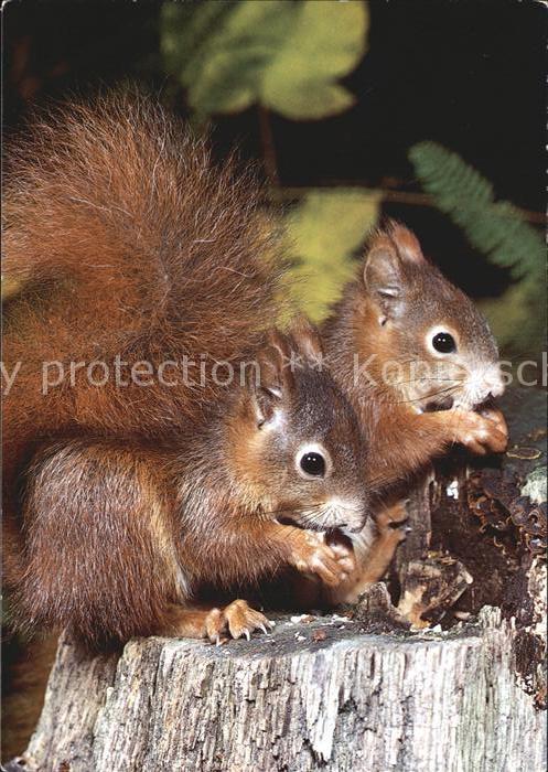 Eichhoernchen Ecureuils Squirrels