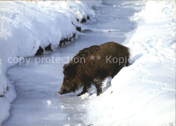 Schweine Wildschein Sanglier Wild boar