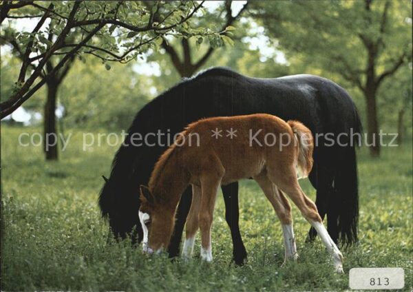 Pferde Welshpony Füllen Füllen Fohlen