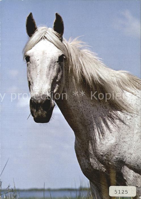 Pferde Camargue
