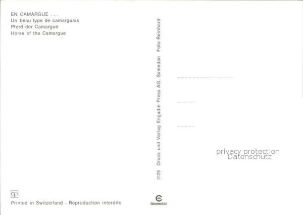 Pferde Camargue – Bild 2