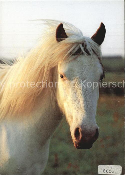 Pferde Shetland Pony