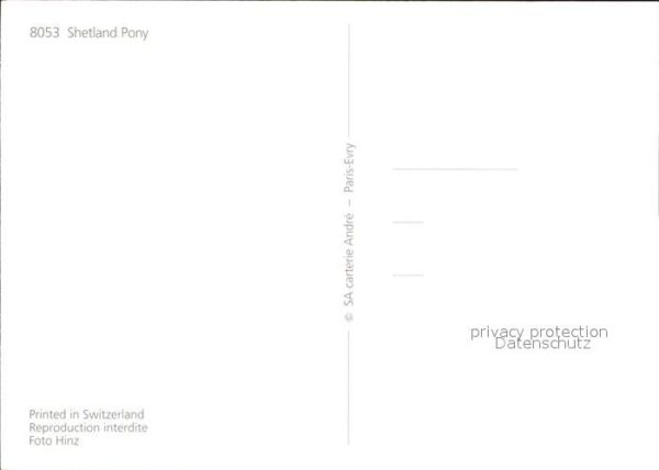 Pferde Shetland Pony – Bild 2