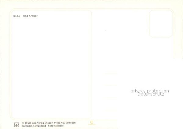 Pferde Asil Araber – Bild 2
