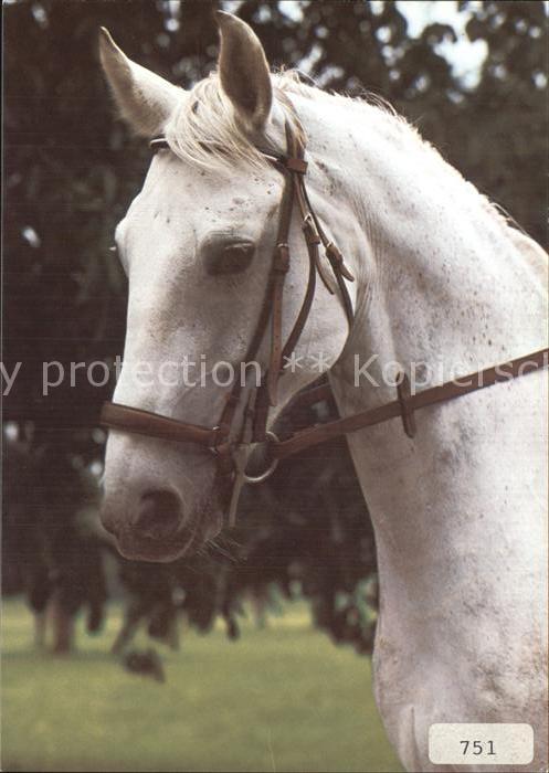 Pferde Chevail Horse Cavallo