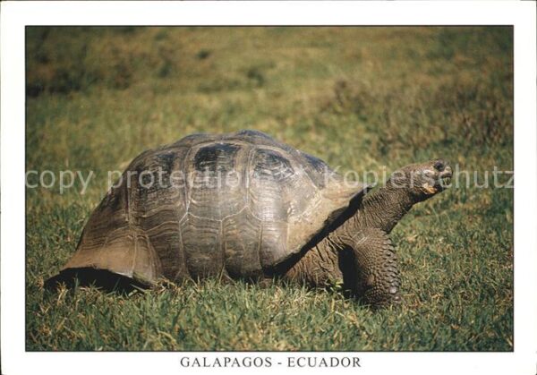 Schildkroeten Giant Tortois Isla Santa Cruz Galapagos