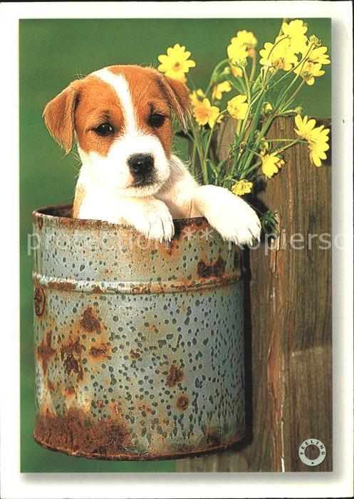 Hunde Welpe