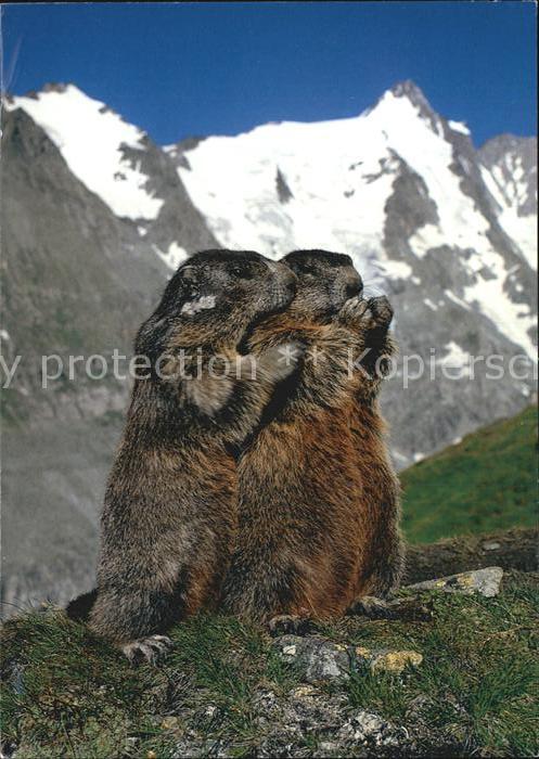 Murmeltier Marmotte Marmot