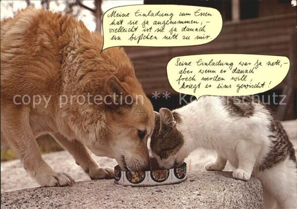 Hunde Katze Humor