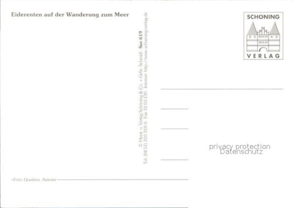 Enten Eiderenten Wanderung zum Meer – Bild 2