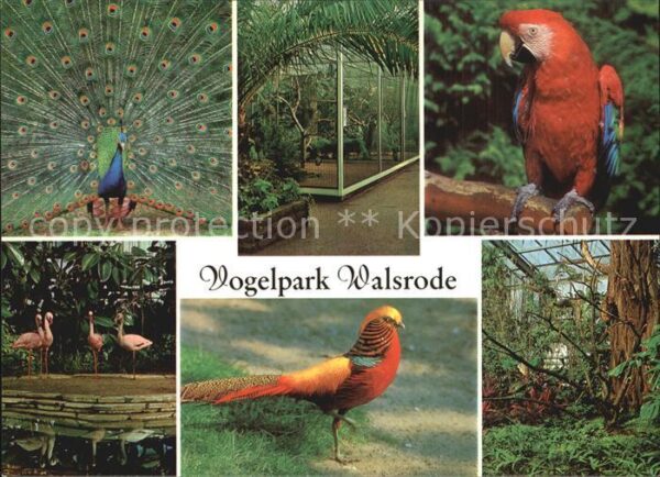 Voegel Vogelpark Walsrode Pfau Flamingo Papage