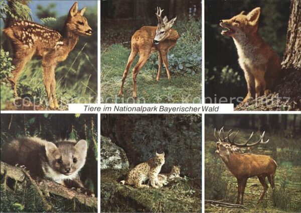 Tiere Nationalpark Bayerischer Wald Reh Hirsc