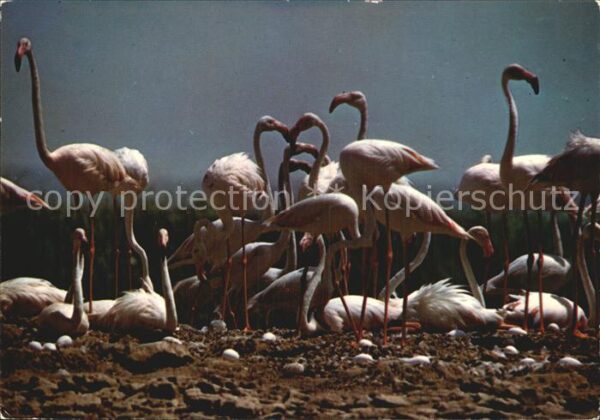 Flamingo Flamants Roses