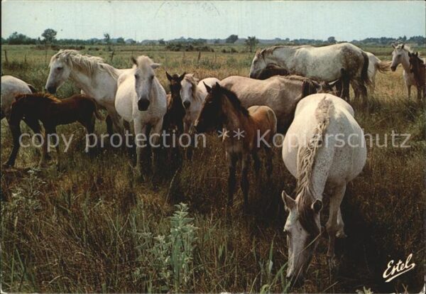 Pferde Camargue Manade