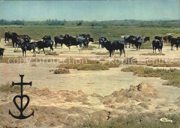 Stiere Toros en Camargue