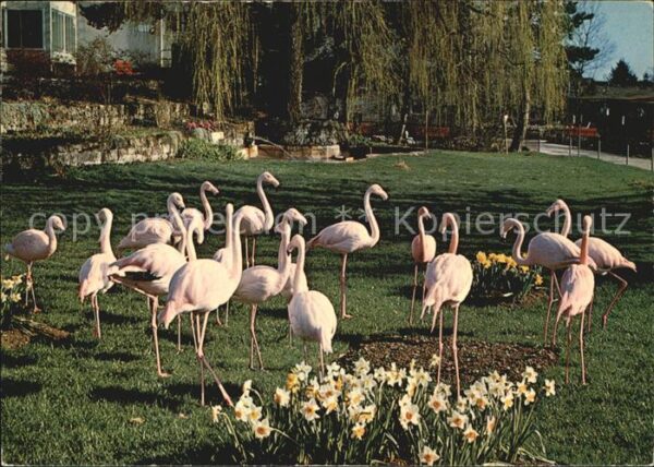 Flamingo Zoo Zürich