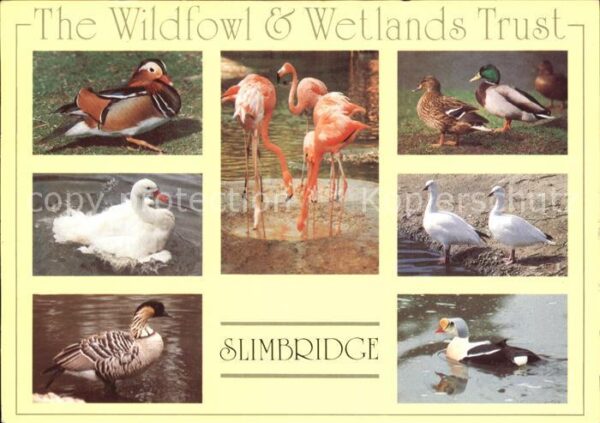 Flamingo Enten Wildfowl and Wetlands Trust Slimb