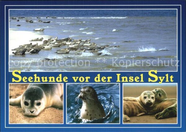 Seehunde Robben Insel Sylt