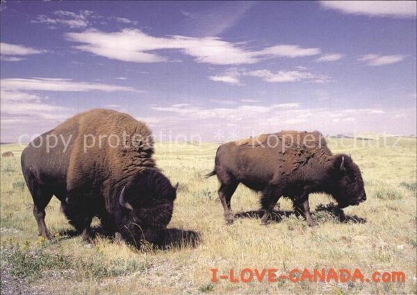 Tiere Bisons Waterton Lakes Nationalpark Cana